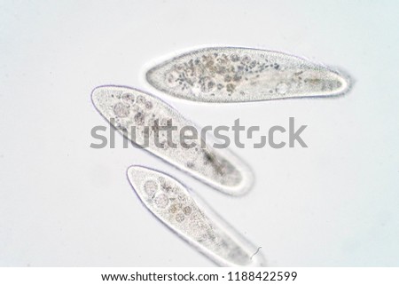 Paramecium caudatum is a genus of unicellular ciliated protozoan and Bacterium under the microscope