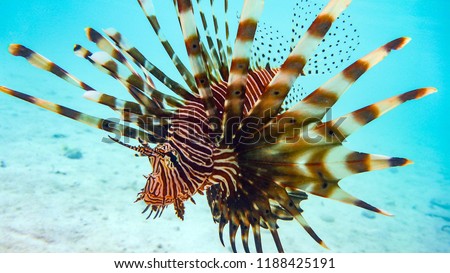 Close-up of a Spotfin Lionfish (Pterois Antennata), Maldives