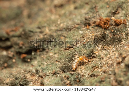 red imported fire ant bite a termite/ carry back to its nest