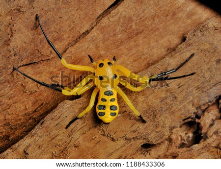 Eight spotted crab spider (Platythomisus octomaculatus)