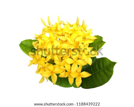 Beautiful yellow flowers of Ixora coccinea or Kinge lxora , West Indian Jasmine flowers with leaves isolated on white background
