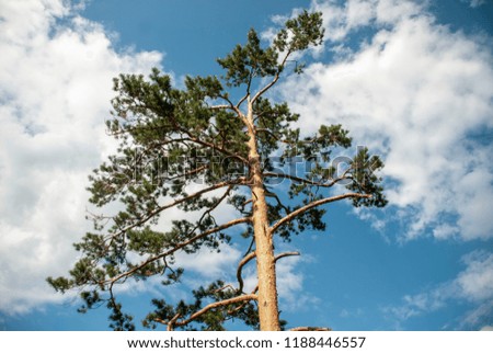 the top of the pines against the sky Royalty-Free Stock Photo #1188446557