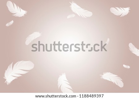 Abstract solf white bird feathers floating in the air.