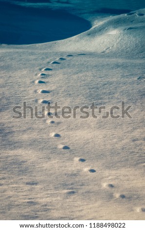 Traces of animals on the blue snow