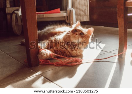 beautiful orange cat