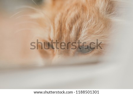 beautiful orange cat