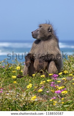A chacma baboon (Papio ursinus) on the lookout near the Cape of Good Hope, South Africa.