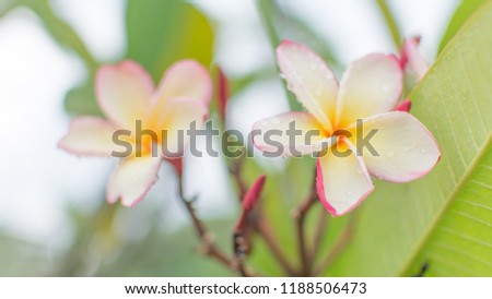 Nature pattern of blossoming color exotic yellow and pink Frangipani flower on fresh green leaf. Spring landscape of orange Plumeria flower. Close up  Bright colorful spring flowers for spa, therapy