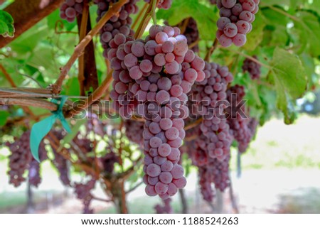Vineyard with ripe grapes