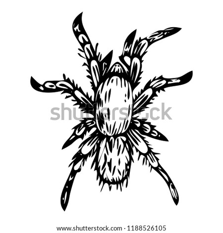 vector hand drawn ink illustration of spider isolated on white background. Sketch and engraving style.