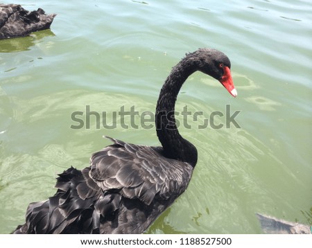 A photo of a black swan photographed by the lake in Xiamen, China, a free-spirited black swan fluttering in the lake