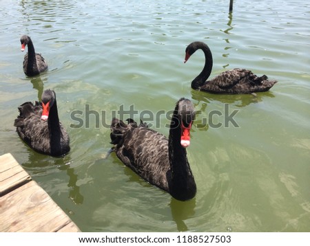 A photo of a black swan photographed by the lake in Xiamen, China, a free-spirited black swan fluttering in the lake