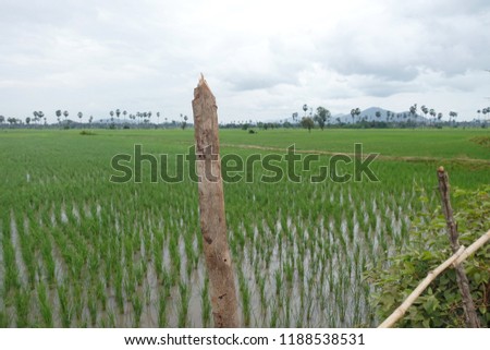 Natural background and texture in Cambodia