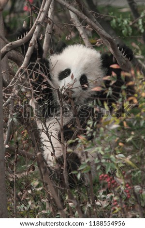 Cute little panda hanging