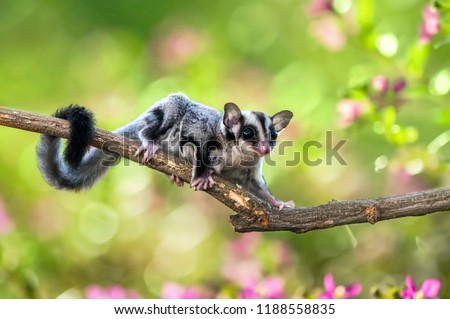 sugar gliders move above the twigs Royalty-Free Stock Photo #1188558835