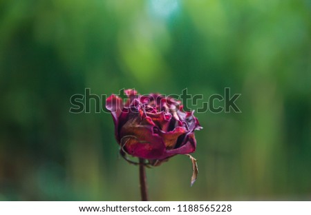 Dried Red Rose Flower, sad valentine concept