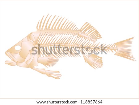 fish skeleton isolated on the white background