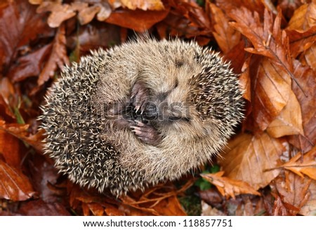 Hedgehog sleeping Royalty-Free Stock Photo #118857751