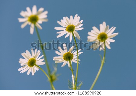 Camomile flowers on blue sky background. Bottom view.
