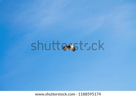 A lone gull in a clear blue sky with small white clouds.