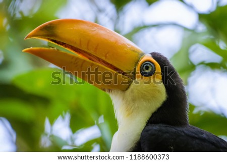 Young Toco Toucan eating fruit