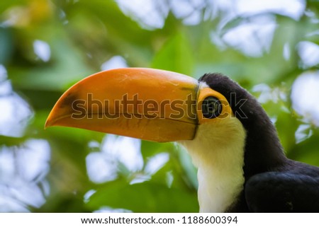 Young Toco Toucan eating fruit