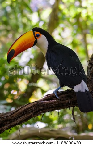 Adult Toco Toucan sitting in a tree