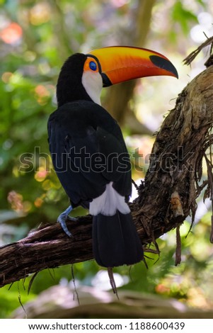 Adult Toco Toucan sitting in a tree