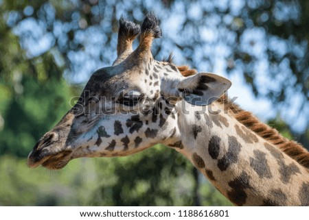 Closeup portrait of a giraffe