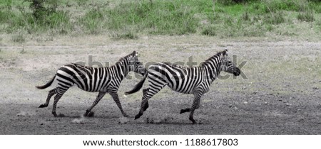 Zebras in the Serengeti National Park, Kenya