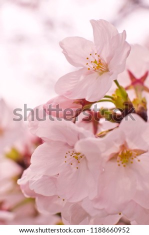 Cherry blossoms in full bloom.
Scientific name is Cerasus ×yedoensis (Matsum.) Masam. & Suzuki ‘Somei-yoshino.