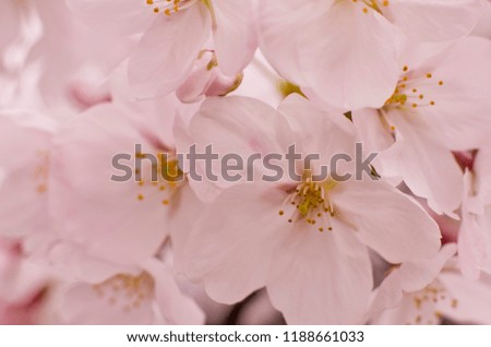 Cherry blossoms in full bloom.
Scientific name is Cerasus ×yedoensis (Matsum.) Masam. & Suzuki ‘Somei-yoshino.