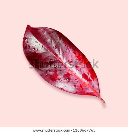 Composition pattern of red autumn leaf on pink background. Wet glossy surface with rain drops. Top view. Fresh fall social media post template