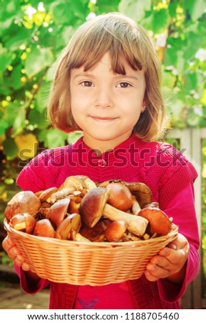 Forest mushrooms in the hands of a child. Selective focus. nature.