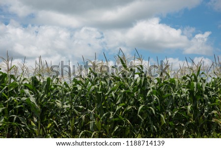 Corn field under blue sky