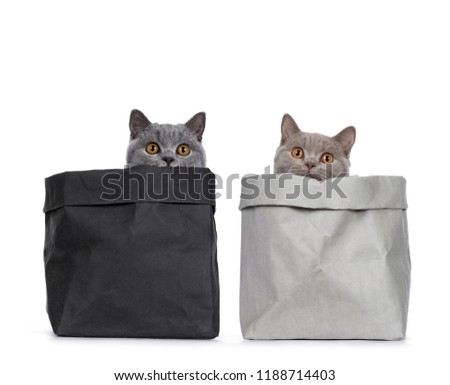 Young duo of excellent solid blue and cinnamon British Shorthair cats sitting in paper bags, looking just over the edge straight in camera with orange eyes, isolated on white background