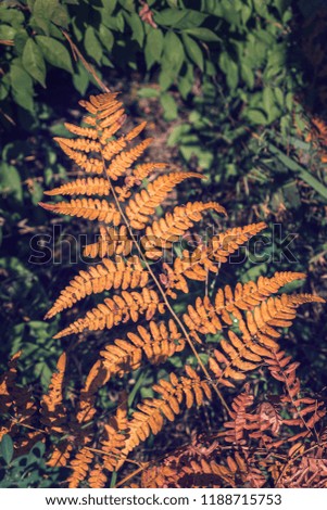 Beautiful common fern. Lush orange leaves. Autumn colors. Bright autumnal background. Dry rusty yellowed autumn leave. Green leaves on background. Filled full frame picture. Sunny day.
