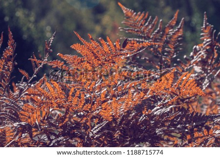 Common fern. Beautiful view of light shining through leaves. Filled full frame picture. Lush orange leaves. Autumn colors. Bright autumnal background. Dry rusty yellowed autumn leaves. 
