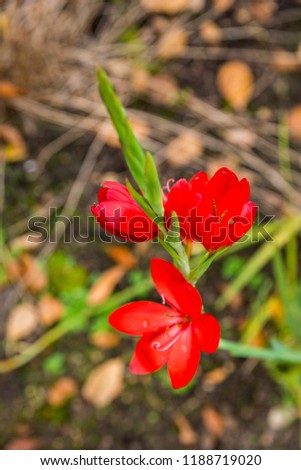 Hesperantha coccinea Major' - Crimson flag