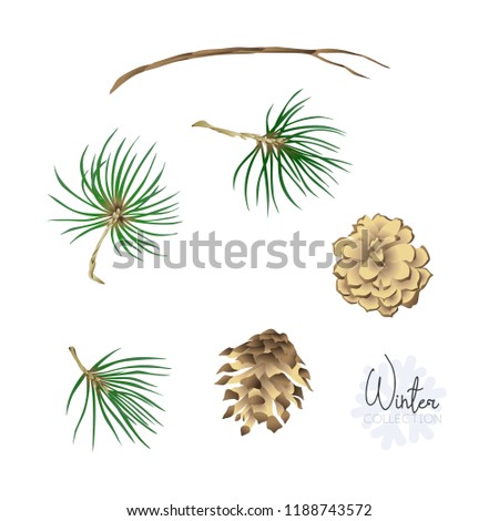 Set with pine branches and cones. Colored vector illustration. Isolated on white background.
