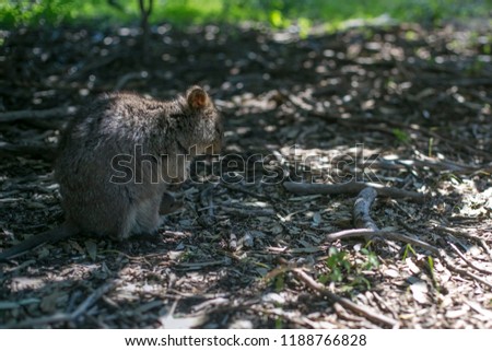 Picture of small cute wildlife domestic animal Quokka baby in her mum pouch at isolated Rottnest Island tourist destination in Perth WA, Australia 
