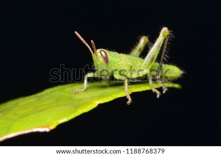 The macro picture of grasshopper on the leave.