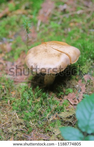 The picture was taken in the forests of the Carpathian Mountains. In the photo, the fungus grows in the forest litter.