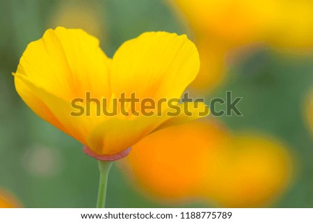 Orange California Poppy