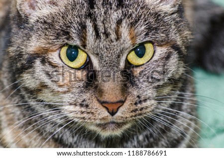 cat with yellow eyes, close-up