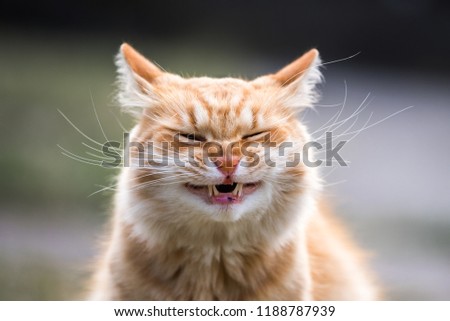 Very funny ginger cat laughing on the street.