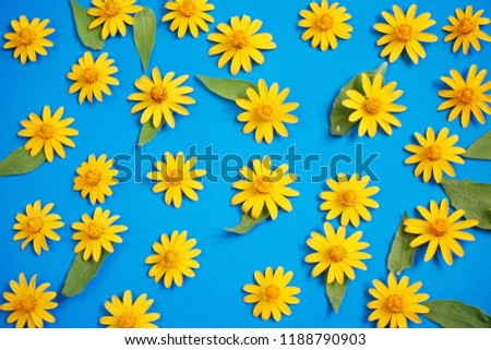 Yellow flowers on a blue background. sphagneticola trilobata flowers. Top view.