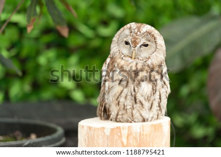 Tawny owl or brown owl (Strix aluco) on top of a tree trunk with sleepy face. Background of green leaves. Horizontal shot.