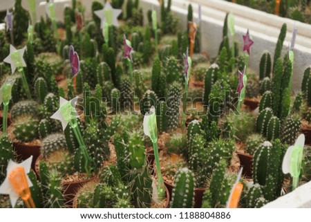 Cactus and species