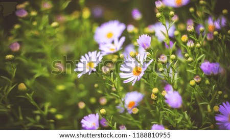 autumn or summer small flowers. Asters. floral background.